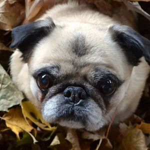 Meet your Posher, Donovan